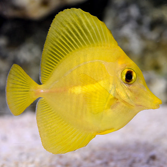 Yellow Tang