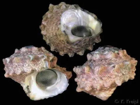 LUNELLA ALGAE SNAIL - Lunella coronata
