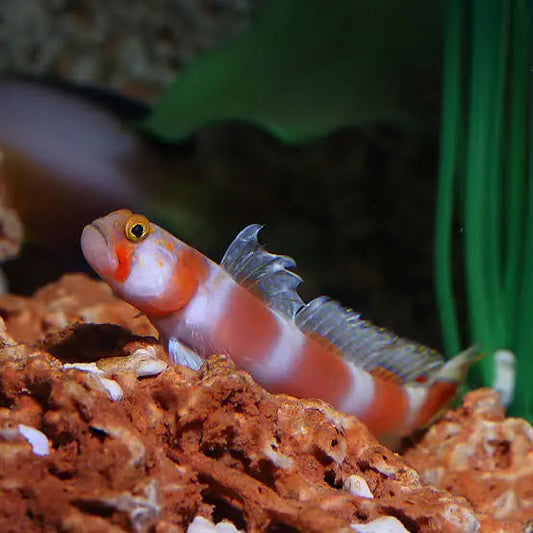 Pinkbar Goby - Amblyeleotris aurora