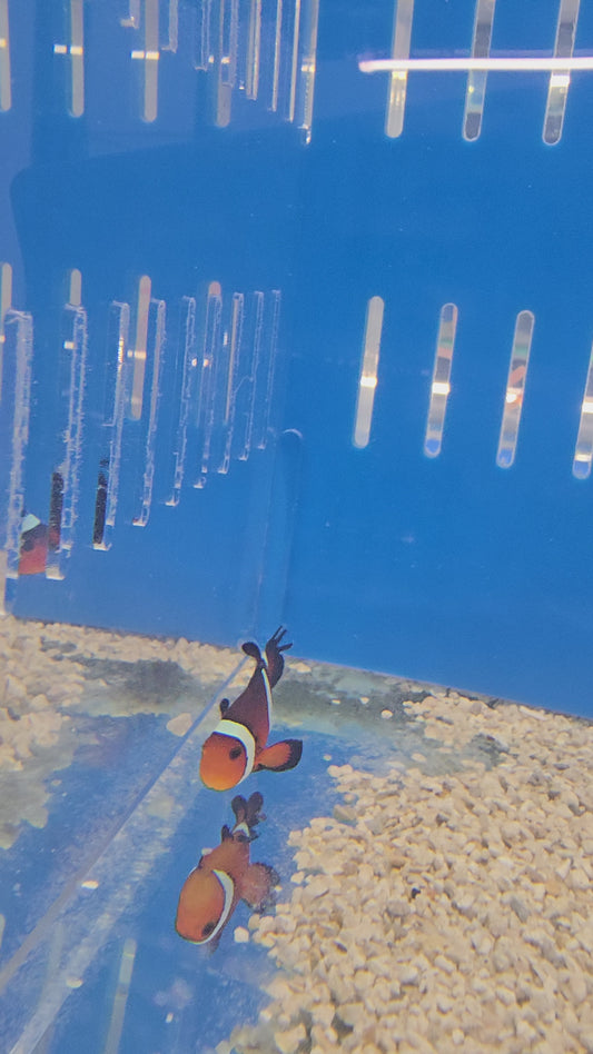 ORA Longfin Ocellaris Clownfish