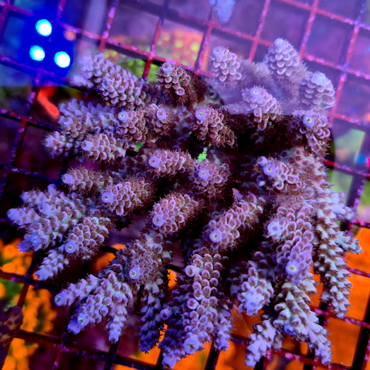 Australian Acropora Blue Tenius Colony B6
