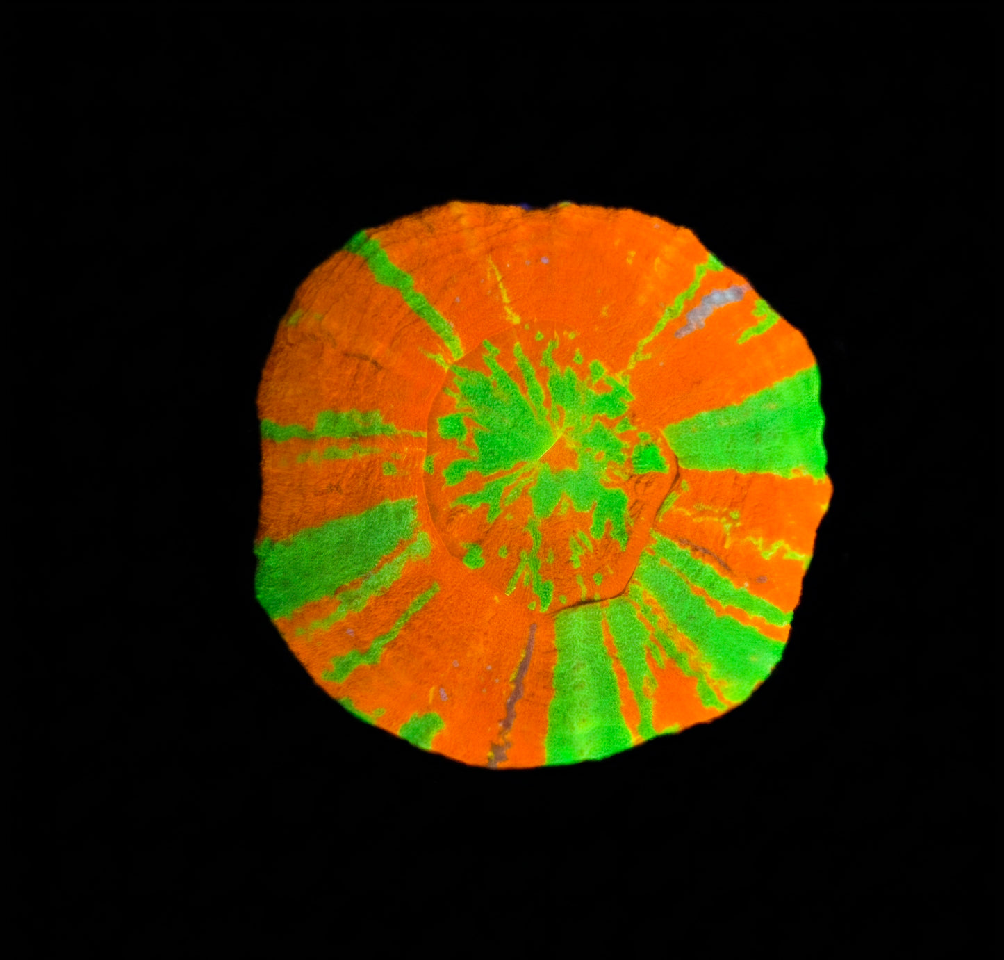 Scolymia Australis