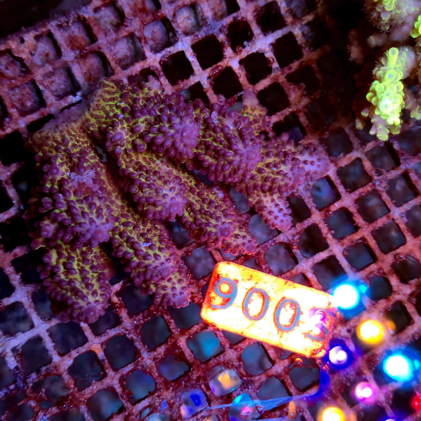 Australian SPS S006