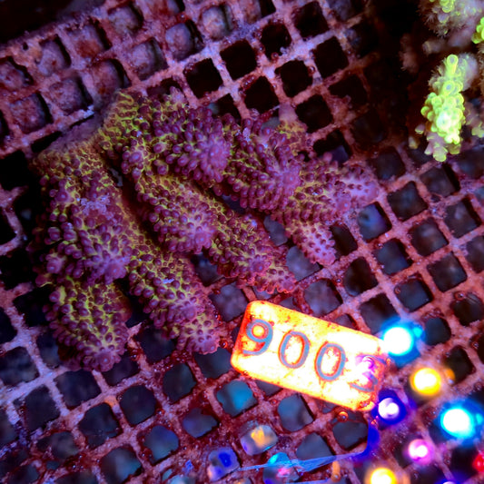 Australian SPS S006