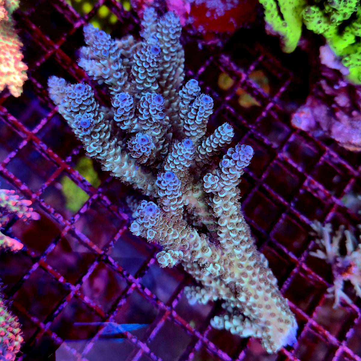 Australian Acropora Blue Tenius Colony B18