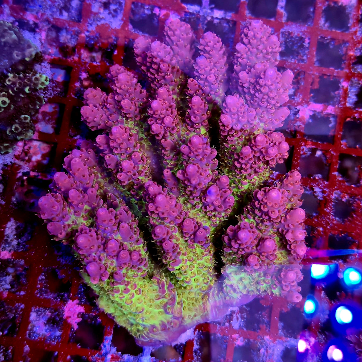 Australian Acropora Colony C5