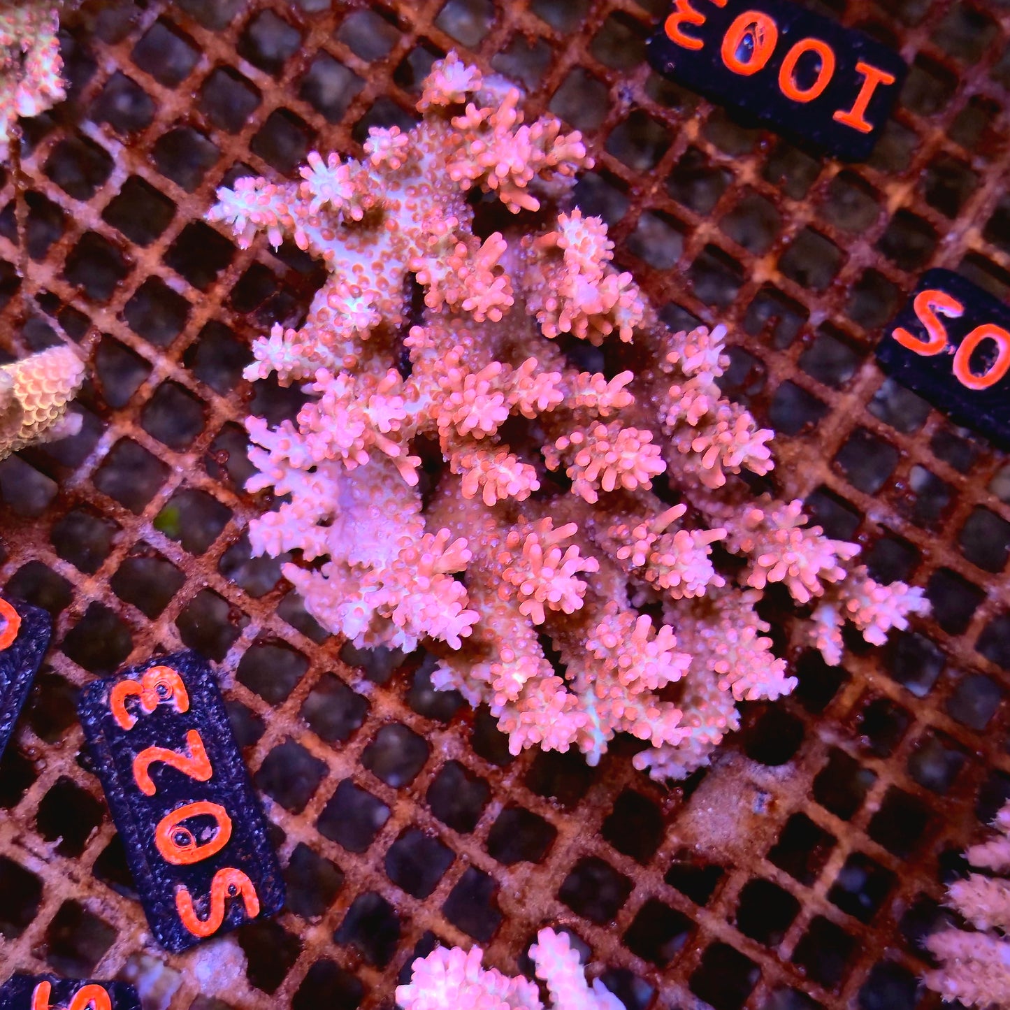 Australian SPS S023 SBSS