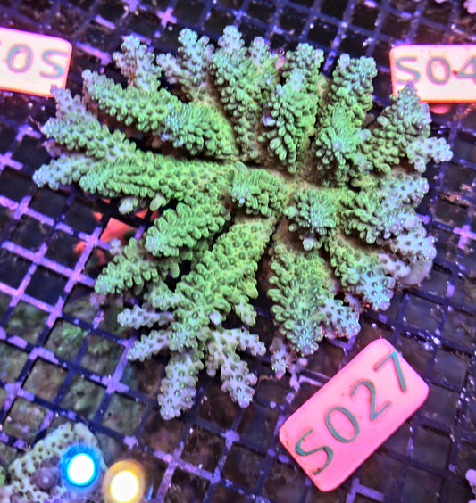 Australian SPS Colony S027p