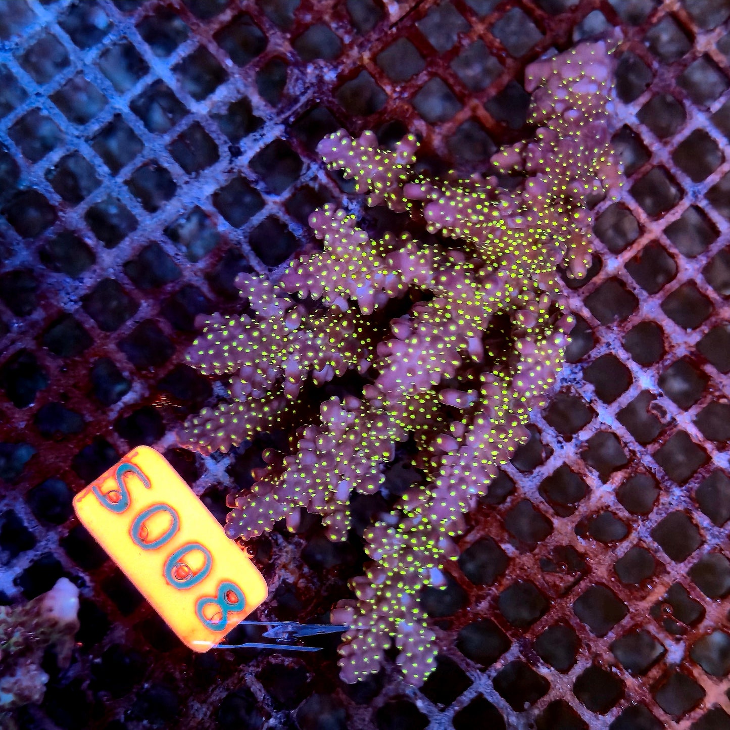 Australian SPS S008