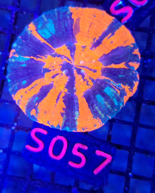 Scolymia Australis s057