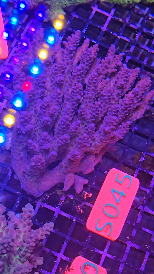 Australian SPS Colony s020p