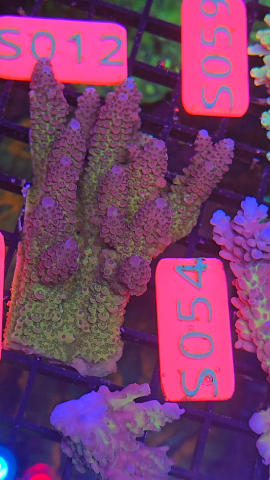 Australian SPS Colony s054p