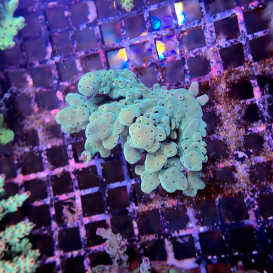 Aussie SPS Colony - Coral Farm Kuwait