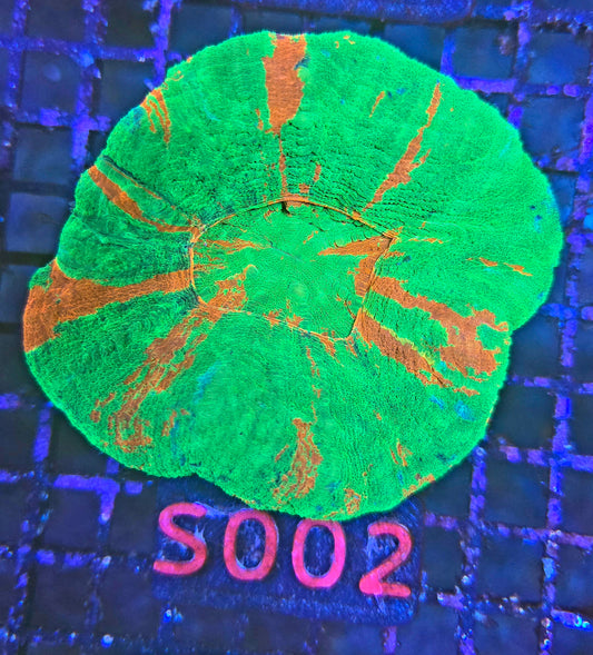 Scolymia Australis s002