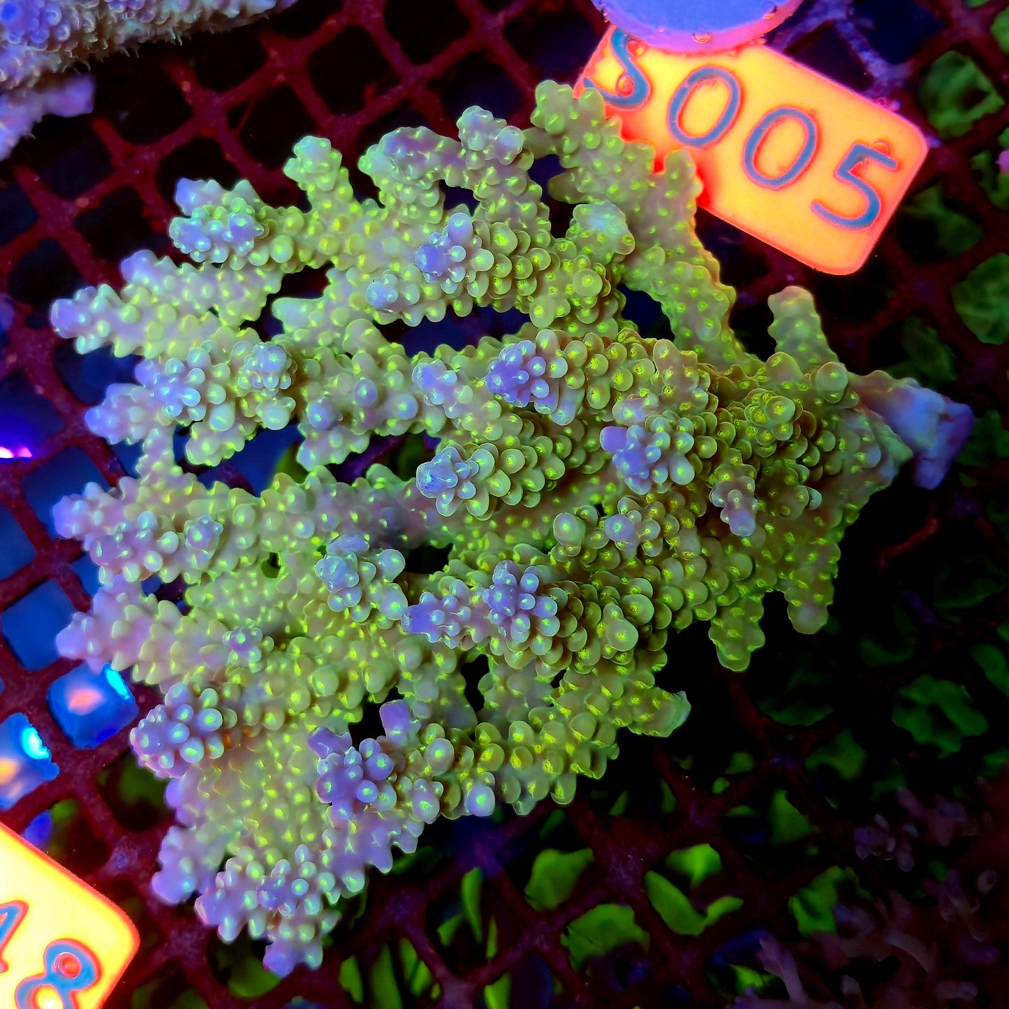 Australian SPS S005