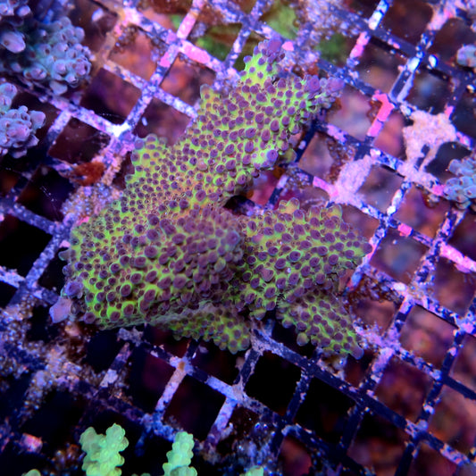 Aussie SPS Colony - Coral Farm Kuwait