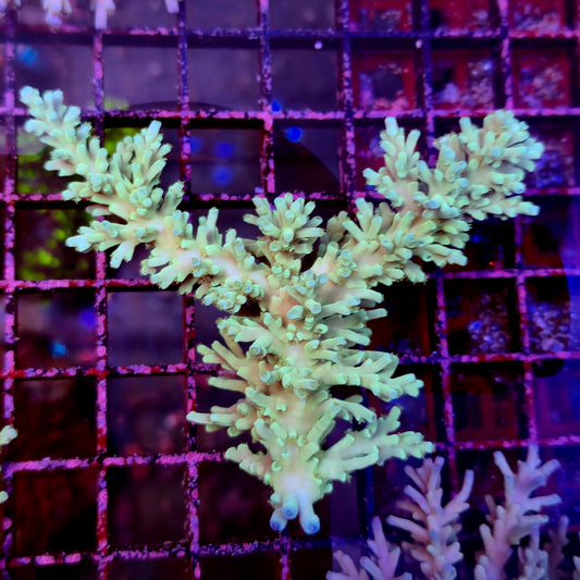 Australian Acropora Echinata Colony B12