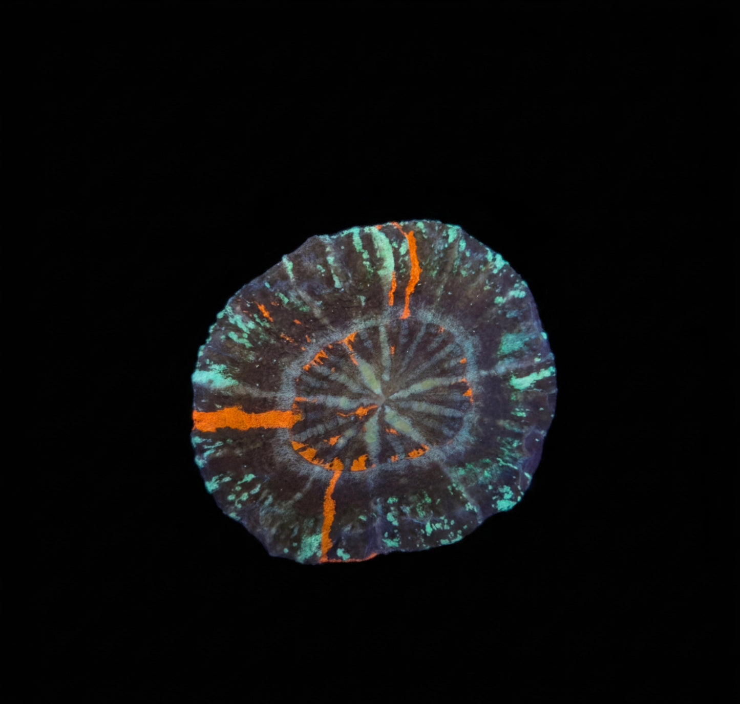 Scolymia Australis