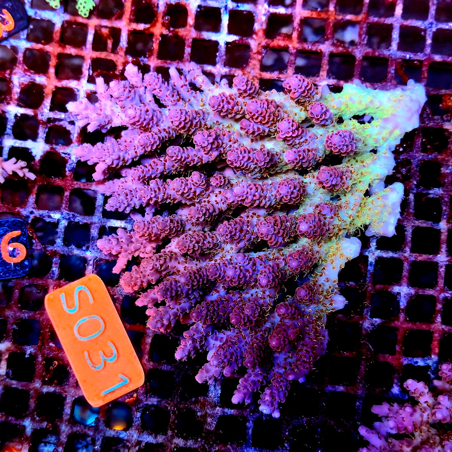 Australian SPS S031