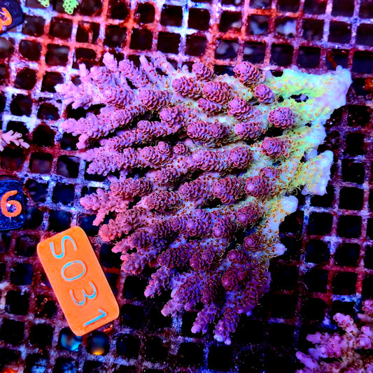 Australian SPS S031