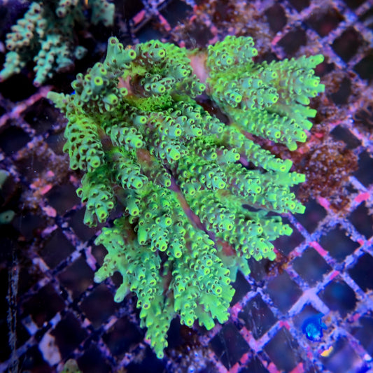 Aussie SPS Colony - Coral Farm Kuwait