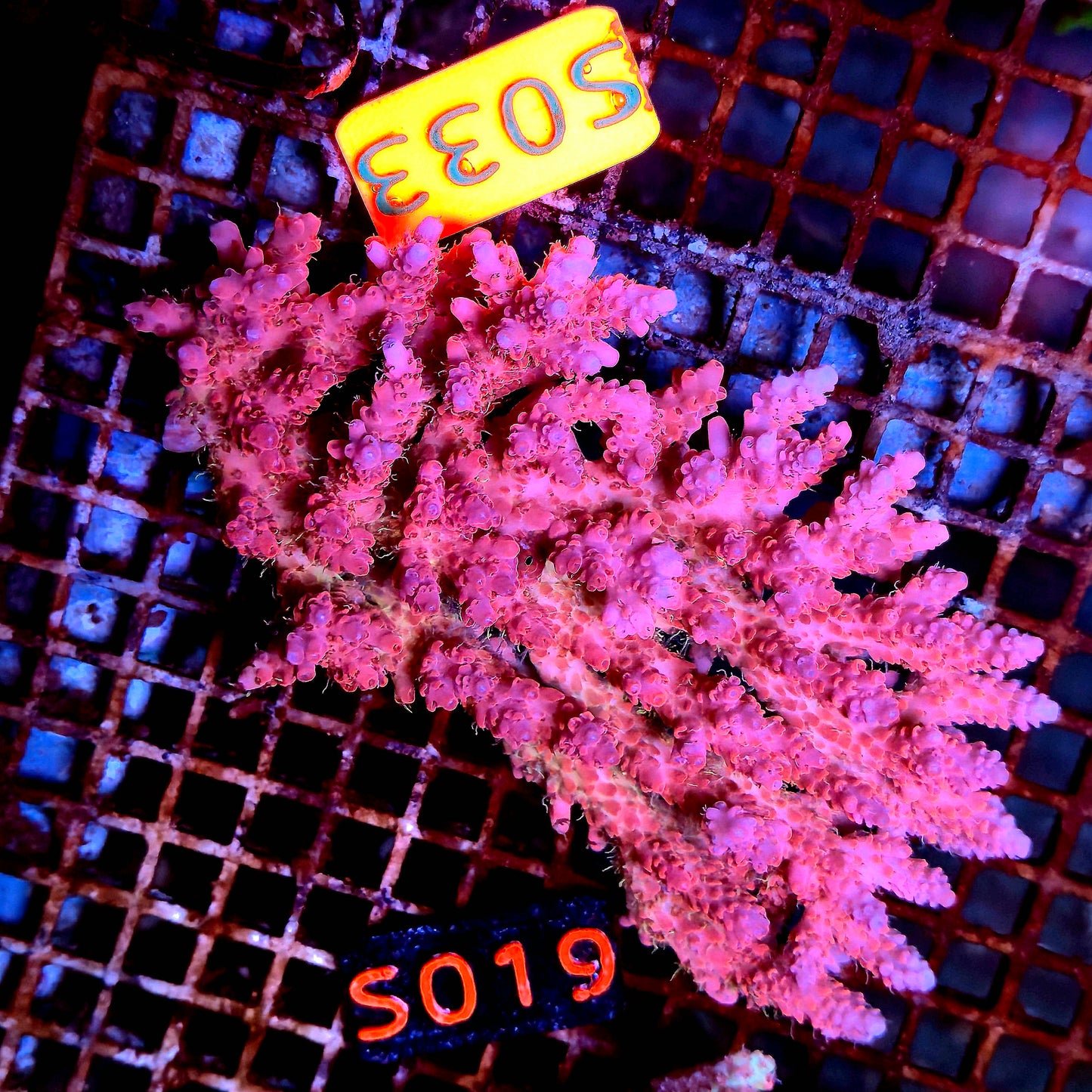 Australian SPS S033