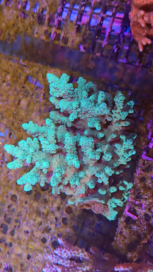 Australian SPS Colony S034p