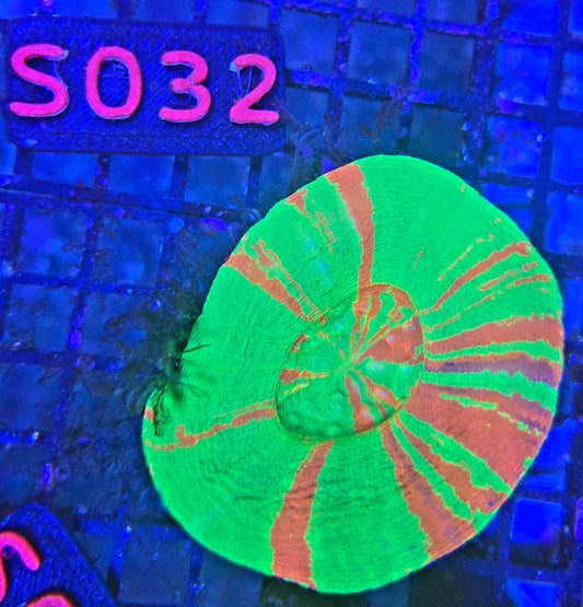 Scolymia Australis s032