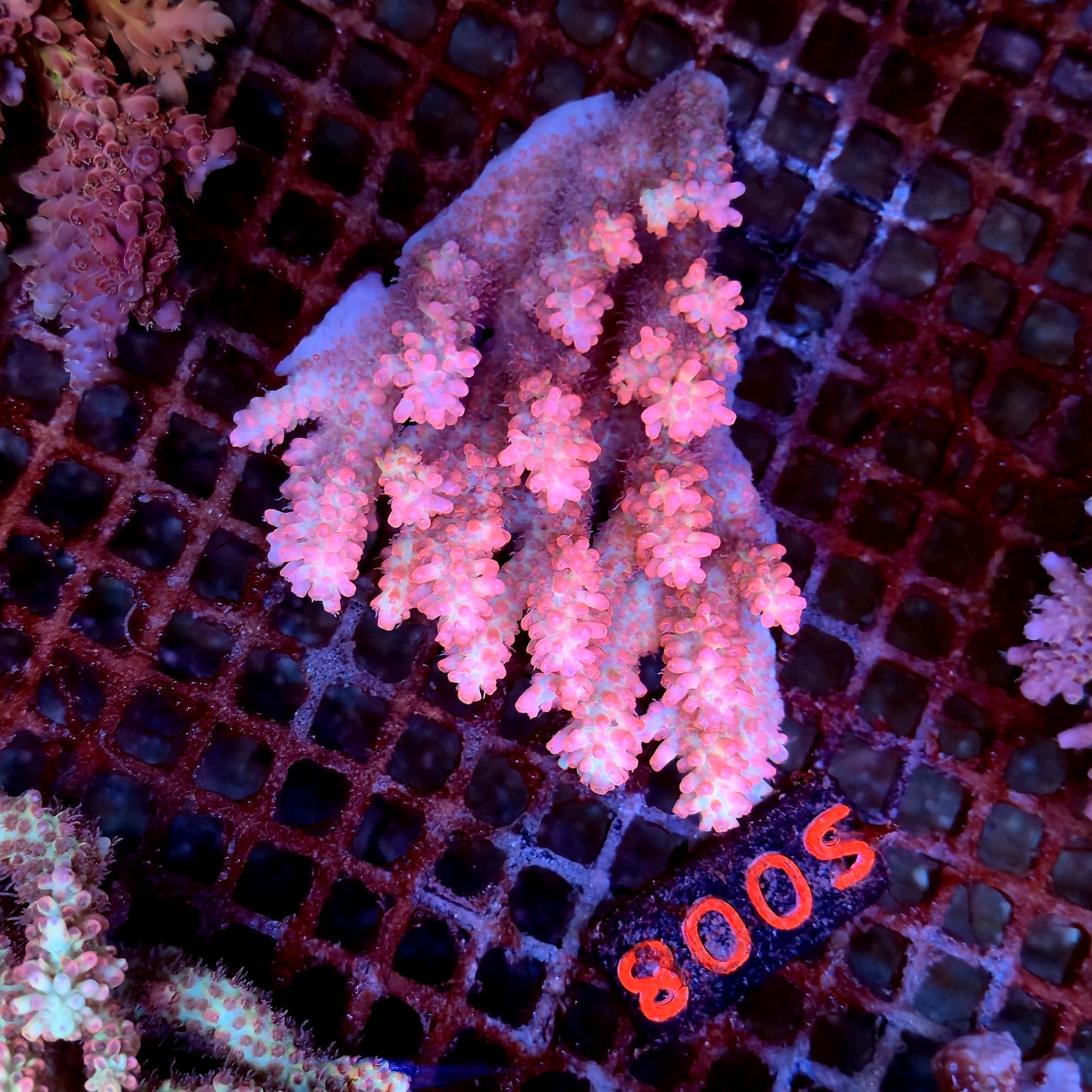 Australian SPS S008 SBSC