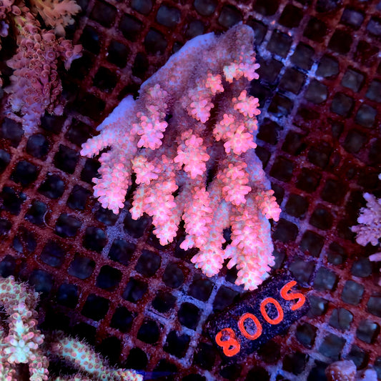Australian SPS S008 SBSC