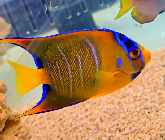 Queen Angel - (Holacanthus ciliaris) Medium