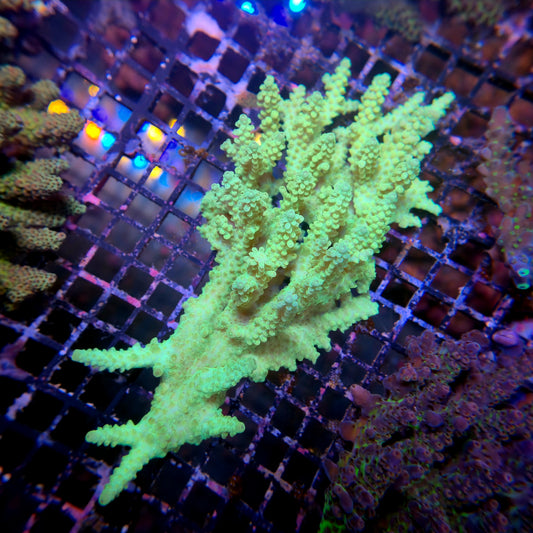 Aussie SPS Colony - Coral Farm Kuwait