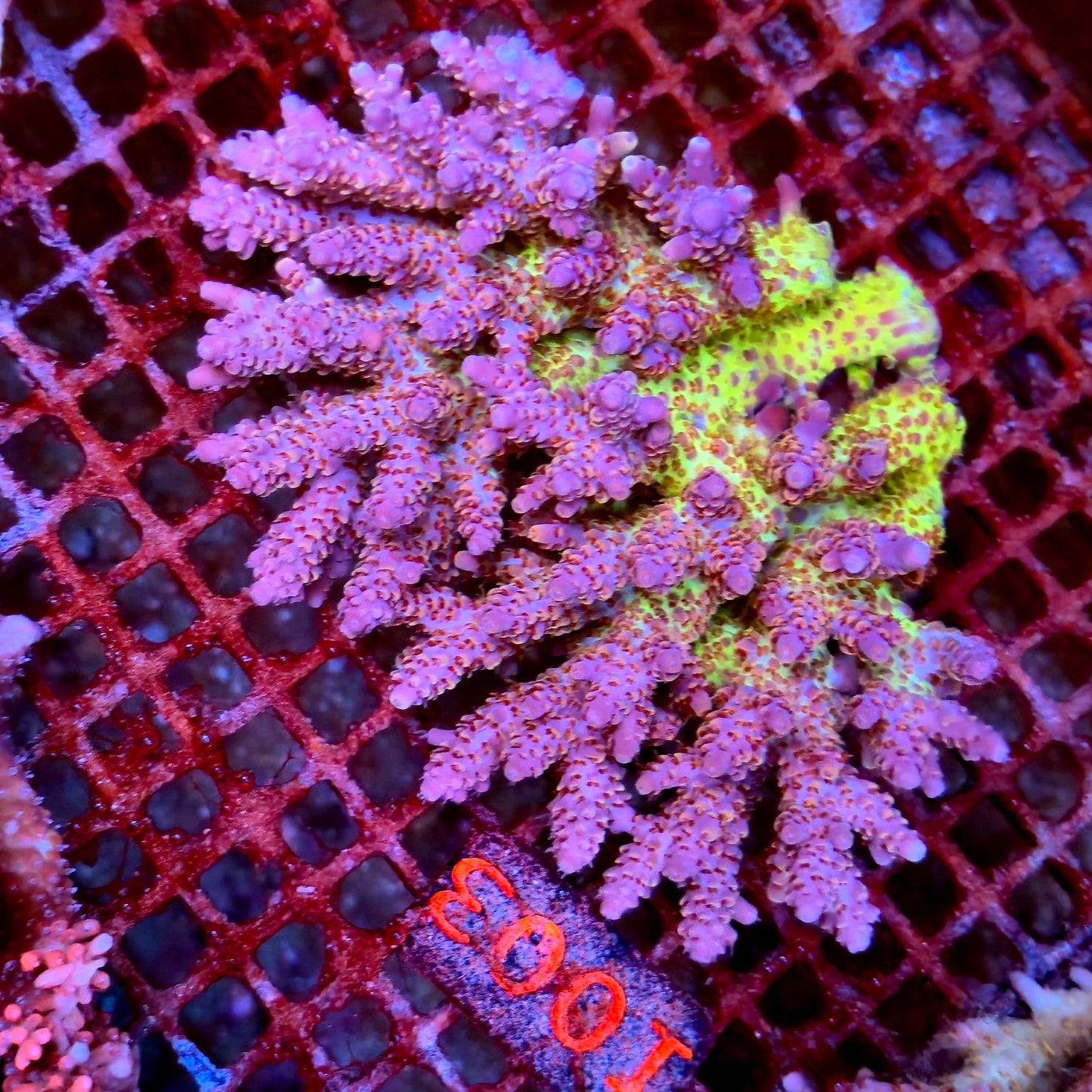 Australian SPS I003