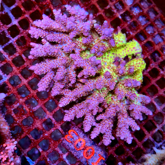 Australian SPS I003