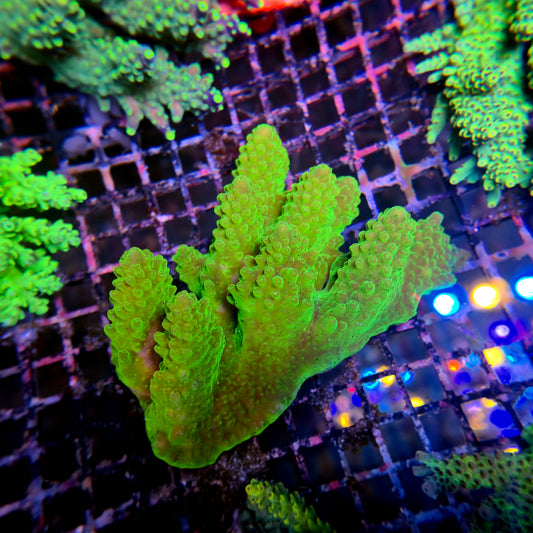 Aussie SPS Colony - Coral Farm Kuwait