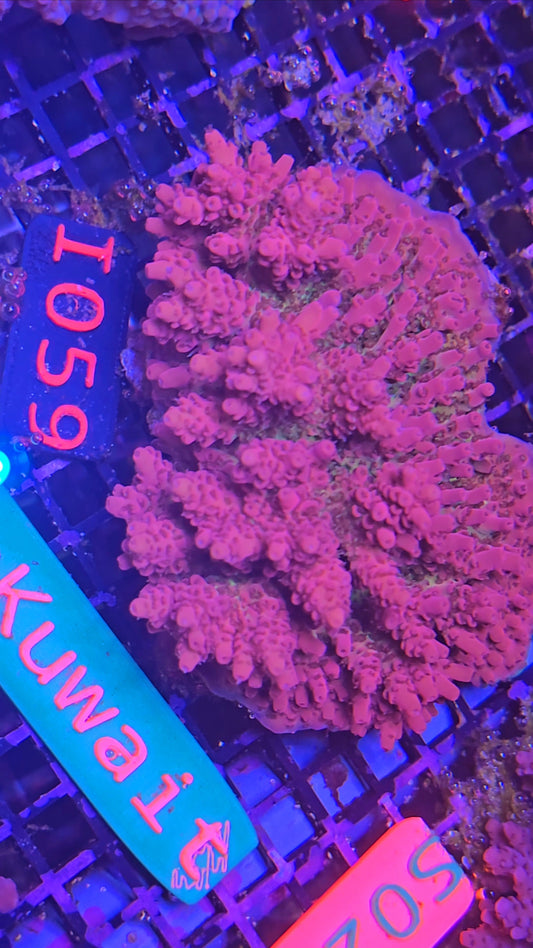 Australian SPS Colony I059