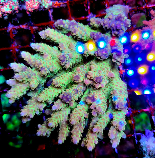 CFK Sherbert Acropora Colony A4