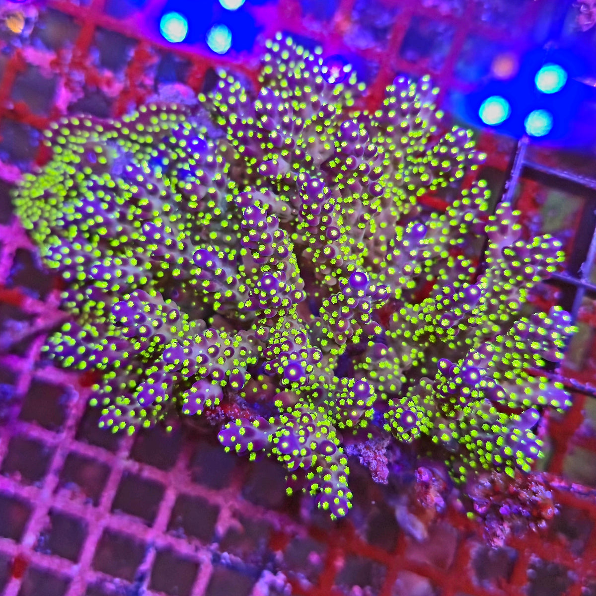 Australian Acropora Tricolor Colony A1
