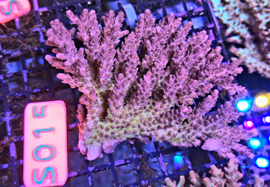 Australian SPS Colony S015
