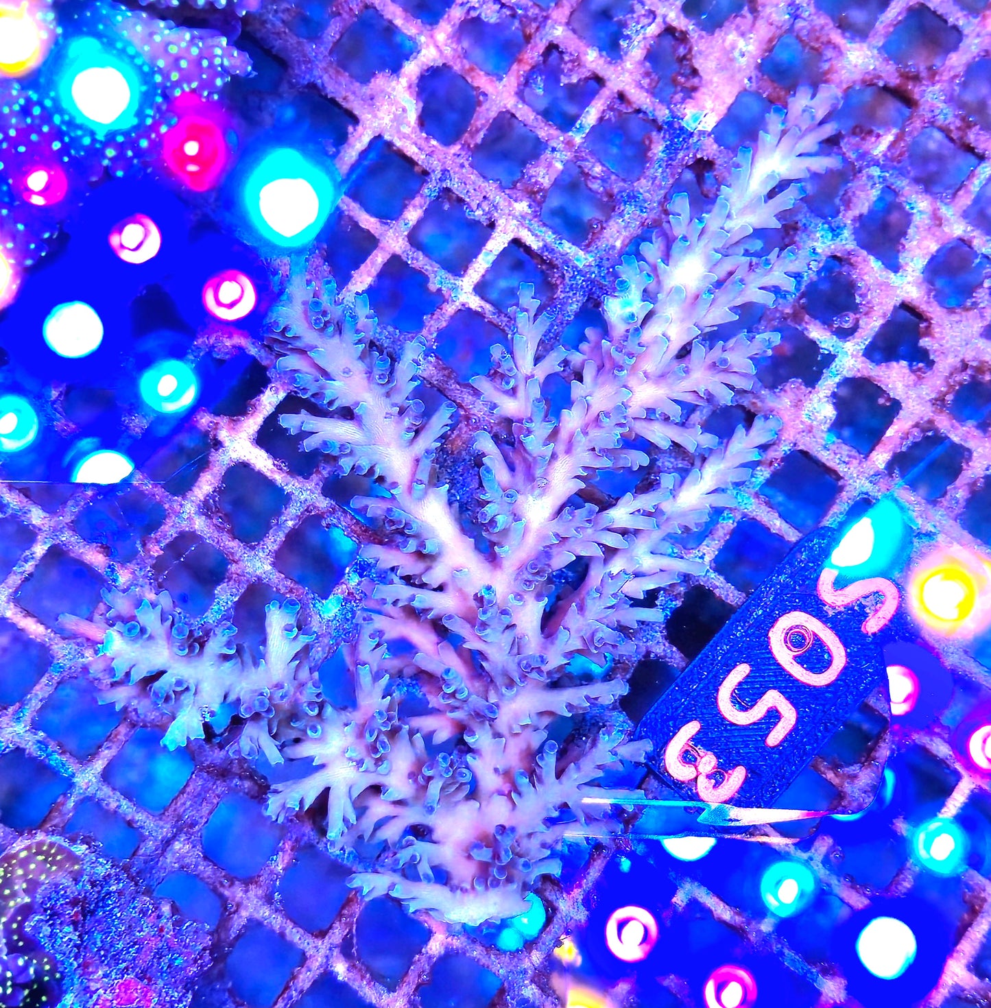 Australian SPS S053 Echinata