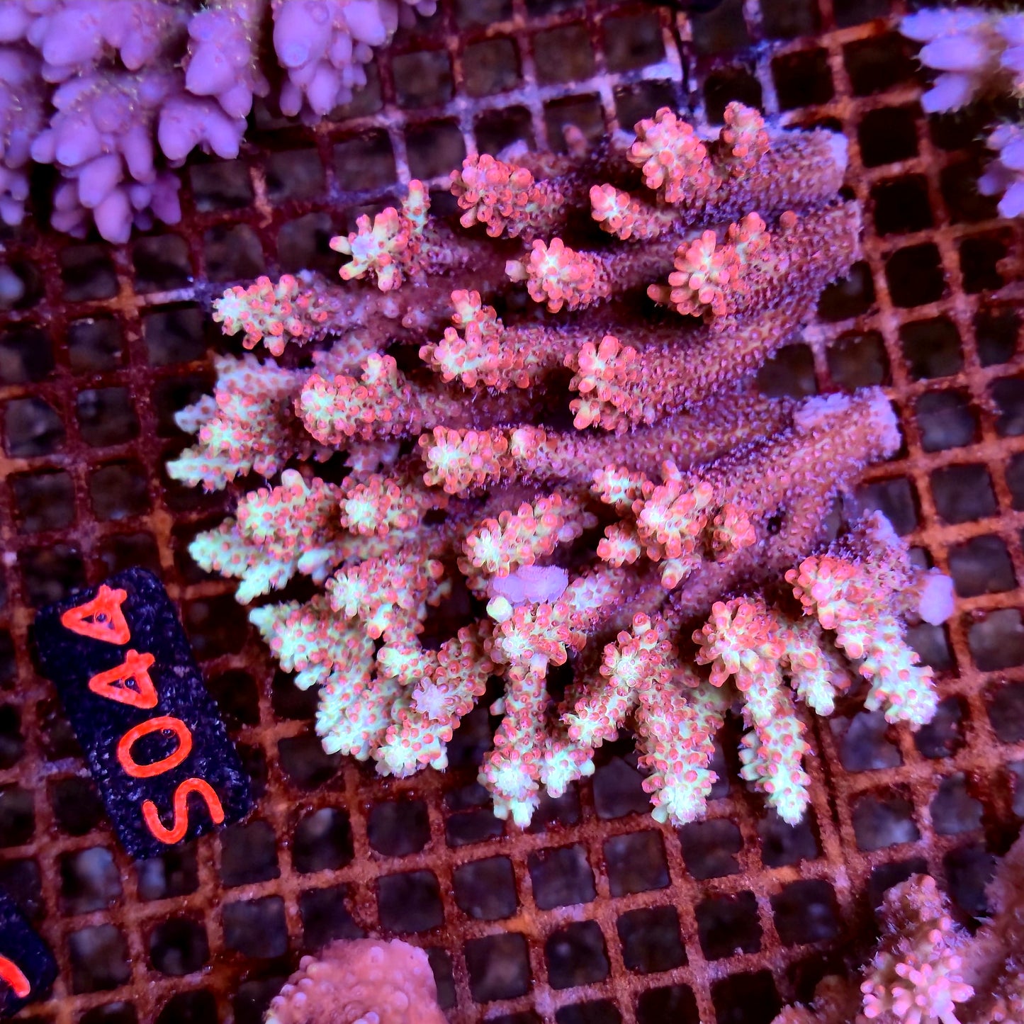 Australian SPS S044 SBSS