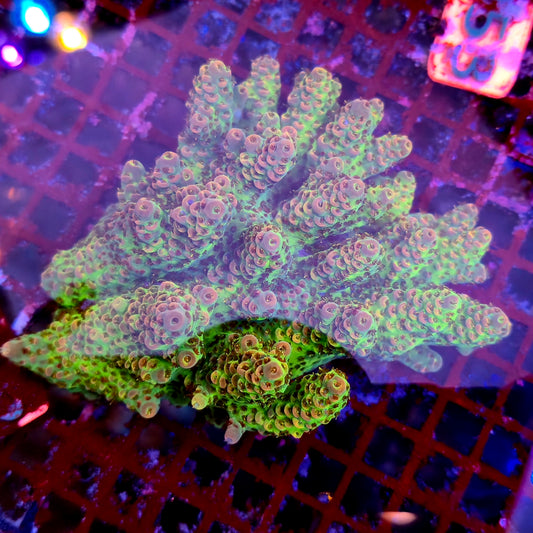Australian SPS Colony A9