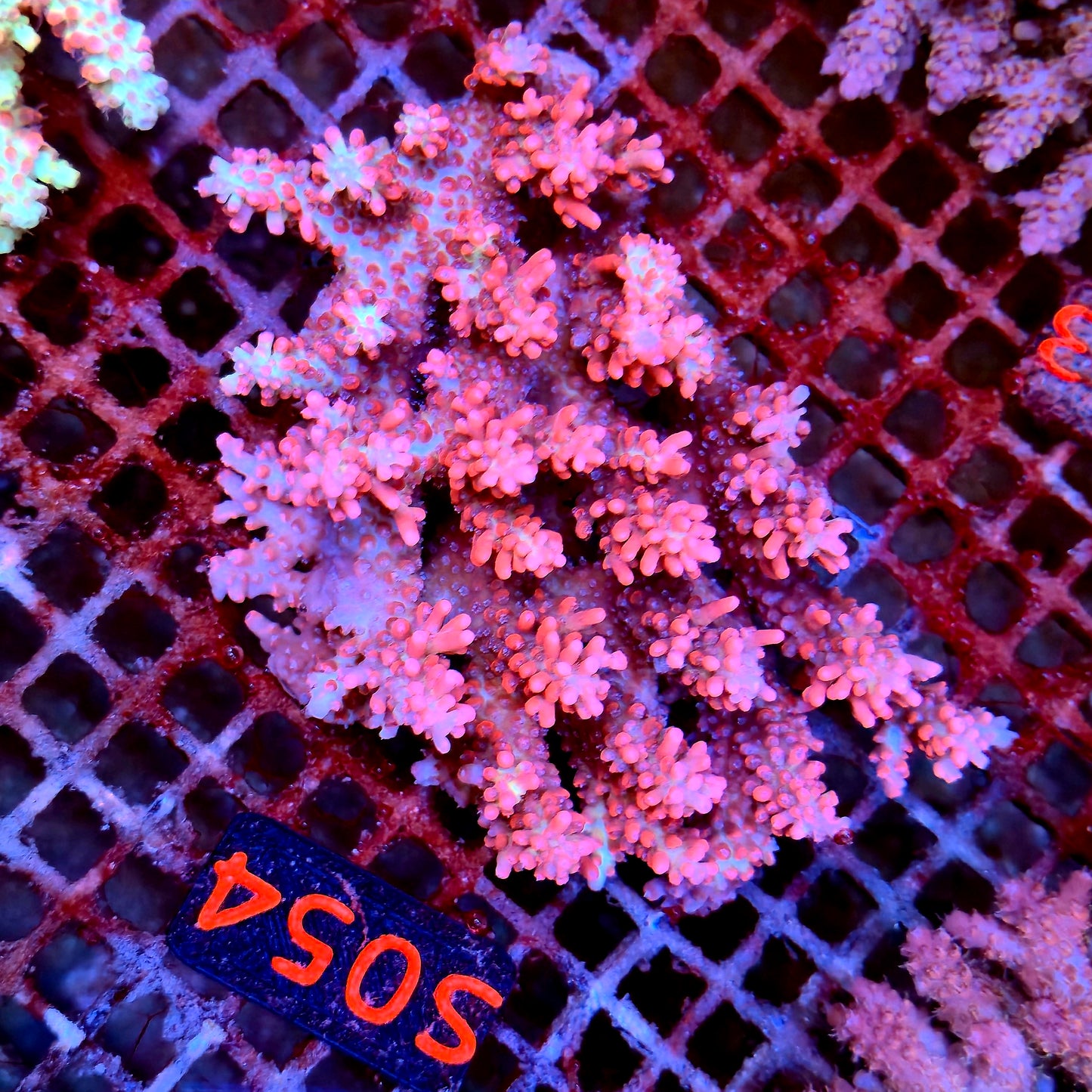 Australian SPS S054 SBSC