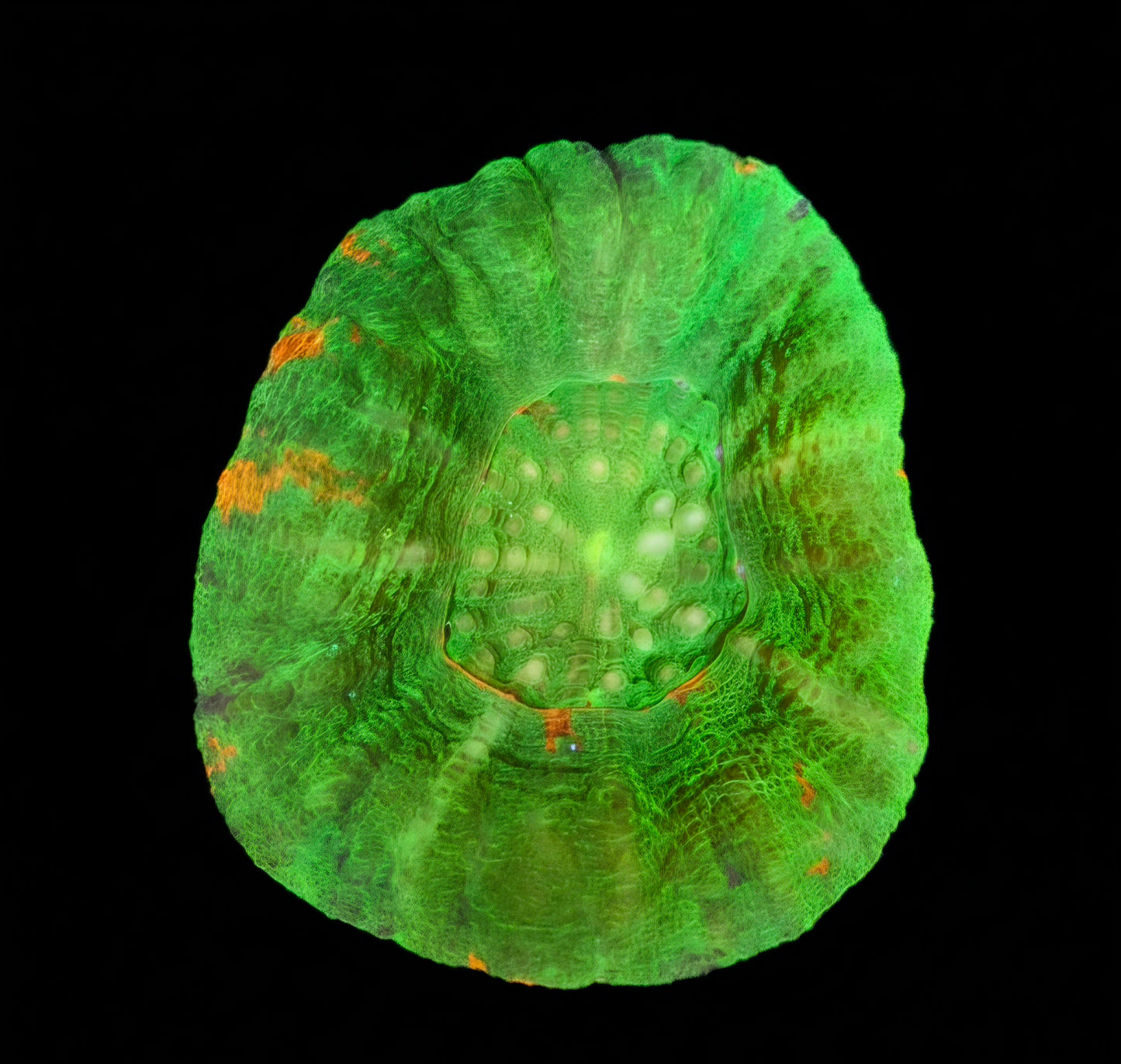 Scolymia Australis