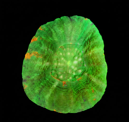 Scolymia Australis