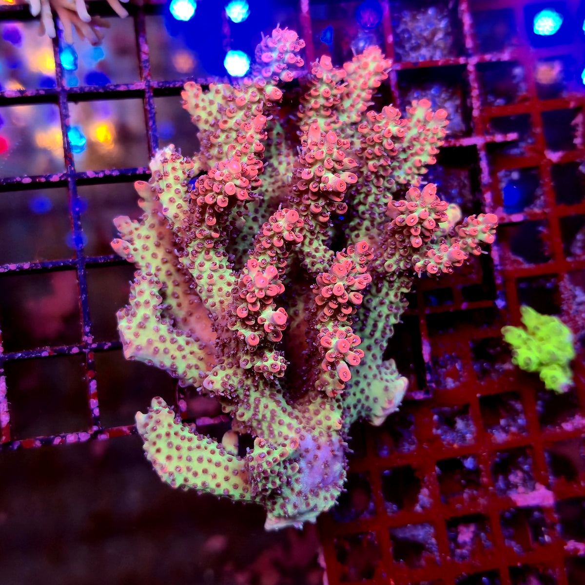 Australian Acropora Strawberry Shortcake B10