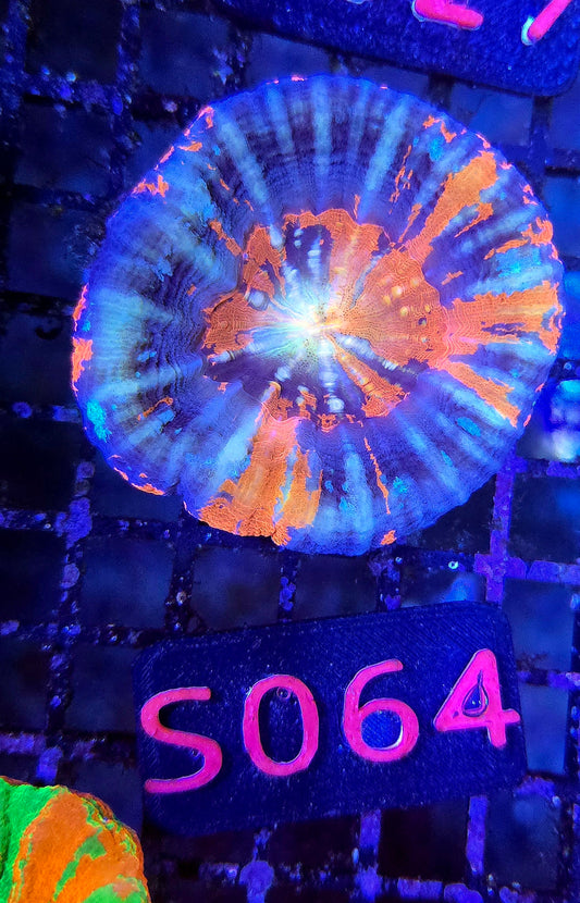 Scolymia Australis s064