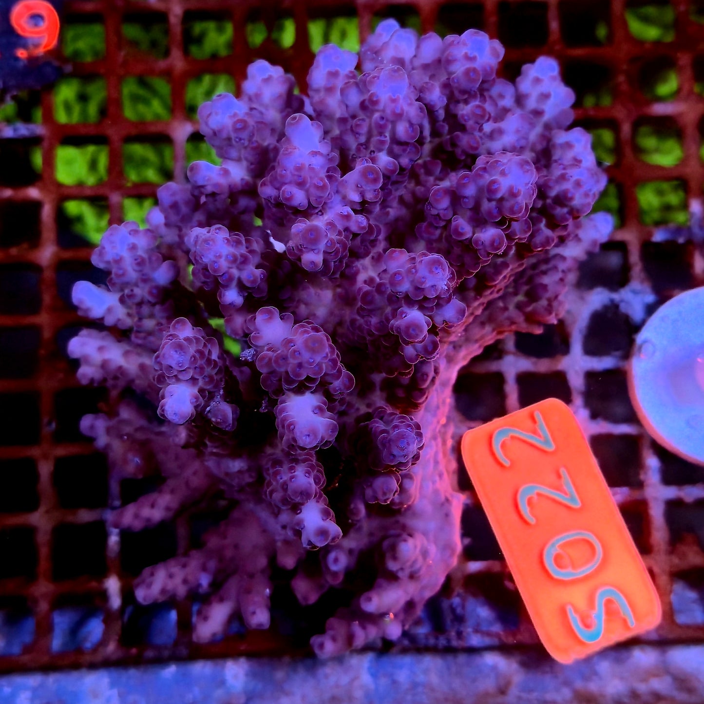 Australian SPS S022