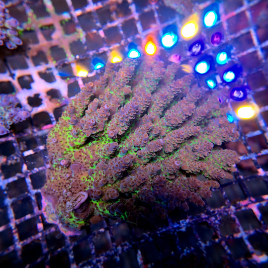 Aussie SPS Colony - Coral Farm Kuwait