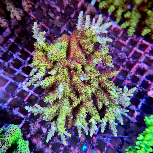Aussie SPS Colony - Coral Farm Kuwait